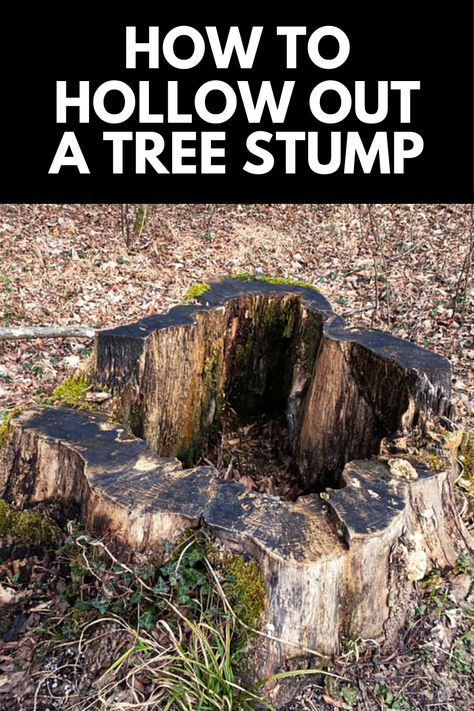 Backyard Patio Decorating Ideas, Tree Stump Killer, Tree Stumps Diy, Tree Stump Decor, Tree Stump Planter, Short Trees, Garden Landscaping Ideas, Landscaping Around Trees, Stump Removal