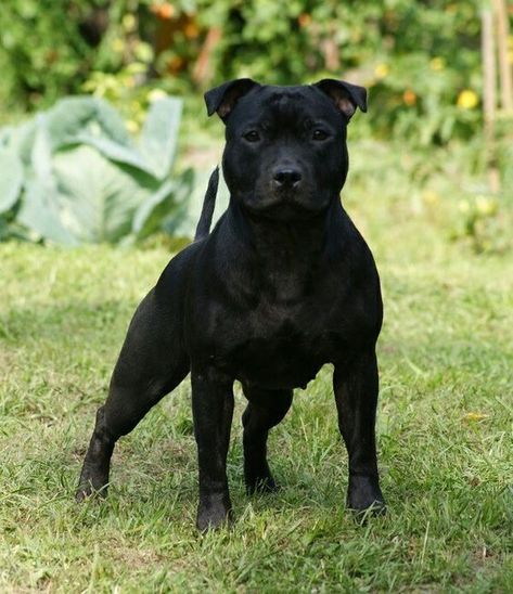 35 Cutest Staffordshire Bull Terrier Pictures Ever | Page 4 of 7 | The Paws English Staffordshire Terrier, Stafford Bull Terrier, Staffy Bull Terrier, Staff Bull Terrier, American Staffordshire Bull Terrier, Staffordshire Bull Terrier Puppies, Adopted Family, Pitbull Training, Pitbull Boxer