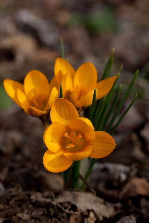 Yellow Crocus, Flower Orange, Crocus Flower, Garden Of Earthly Delights, Garden Bulbs, Airbrush Art, Goldfinch, Plant Pictures, Nature Garden