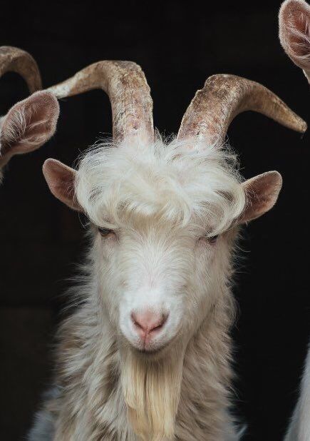 Goat Ears, Goat With Horns, Goats Aesthetic Dark, Goat Hoodwinked, The Blame Game, Mountain Goat Aesthetic, Mountain Goat Horns, Blame Game, Costume Closet