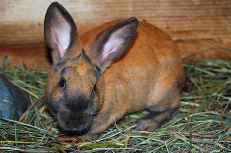 The Cinnamon Rabbit boasts a docile personality and a beautiful, soft coat. Meat Rabbits Breeds, Florida White Rabbit, Chinchilla Rabbit, Flemish Giant Rabbit, New Zealand Rabbits, Raising Turkeys, Rabbit Stuff, Rabbits For Sale, Homestead Animals