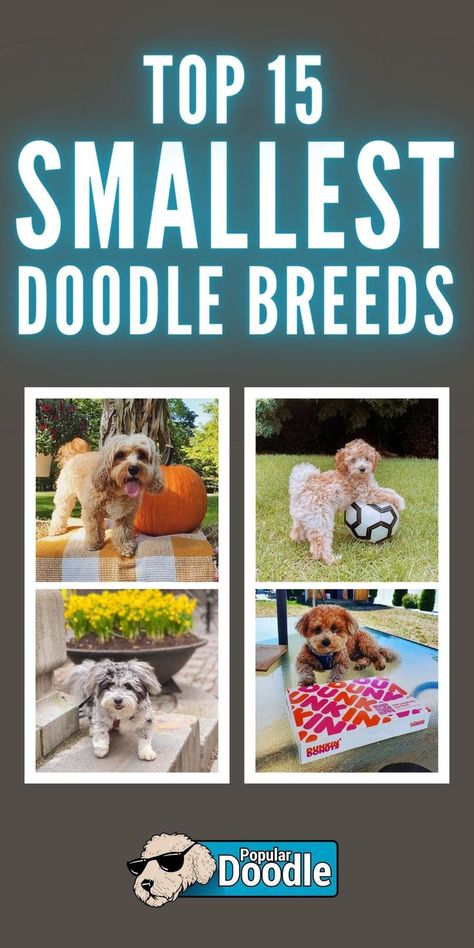 What's the smallest Poodle mix? We rank the 15 tiniest doodle breeds...you might be surprised which Poodle cross took the crown! Poodle Cross Breeds, Doodle Breeds, Poodle Mix Breeds, Poodle Mix Puppies, Small Poodle, Poodle Mix Dogs, Small Doodle, Mini Poodles, Poodle Mix