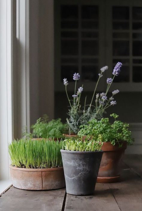 Vertical Garden Flowers, Windowsill Herb Garden, Garden Station, Windowsill Plants, Grow A Garden, Windowsill Garden, Garden Flower Beds, Window Planters, Backyard Greenhouse