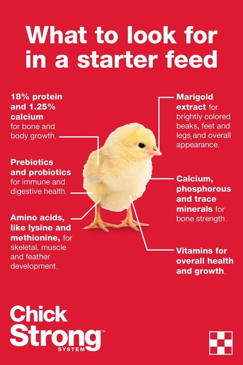 Raising Baby Chicks, What To Feed Chickens, Molting Chickens, Chick Brooder, Layer Feed, Baby Chicks Raising, Meat Birds, Day Old Chicks, Raising Chicks