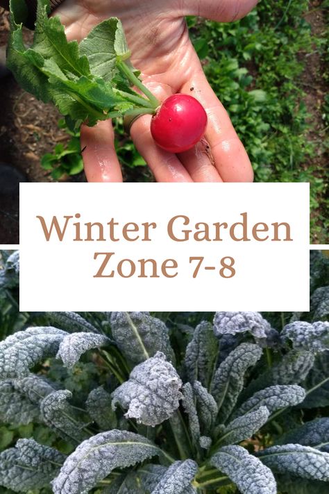 Don't let winter or frost kill your garden! Learn how to grow vegetables all year long in zone 7a, 7b, 8a, and 8b. Zone 8b Winter Garden, Zone 8 Winter Garden, 7b Zone Plants, Fall And Winter Garden Zone 7, Zone 7 Fall Planting, 7a Planting Zone, August Planting Zone 7, Zone 7 Winter Garden, Fall Winter Garden Zone 8