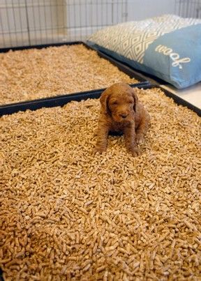 Puppy Kennel Ideas Outdoor, Litter Of Puppies Pen, Puppy Play Area Indoor, Puppy Welping Room Diy, Puppy Potty Area, Puppy Nursery For Dogs, Breeder Puppy Pack Ideas, Welping Box Ideas Puppies Diy, Dog Whelping Box Ideas Diy