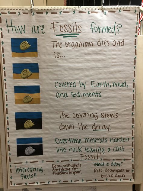 Students need to know the sequence of how fossils are formed. Used pictures from brainpop. Fossil Anchor Chart 3rd Grade, Fossils Anchor Chart 3rd Grade, Dinosaur Science Project, Preschool Fossil Activities, Fossils For Kindergarten, How Fossils Are Formed, Fossil Activities For Preschoolers, Fossil Projects For Middle School, Dinosaur Projects 2nd Grade