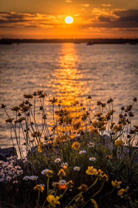 Photo Flowers Illuminated by Sunset at Wilkeson Pointe on Buffalo Waterfront - Etsy Spring Aesthetic Pfp, Wallpaper Edgy, Photo Flowers, Background Retro, Wallpaper Homescreen, Cute Summer Wallpapers, Wallpaper Retro, Pretty Landscapes, Spring Wallpaper