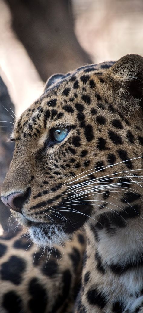 Jaguar Face, Regard Animal, Jaguar Leopard, Jaguar Animal, Face Portrait, Majestic Animals, Wildlife Art, Animal Photo, Beautiful Cats