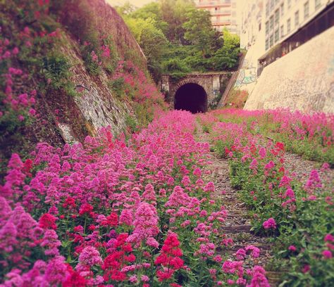 pinktunnel Parc D'attraction, Pismo Beach, Chernobyl, Inner City, Abandoned Buildings, Angkor, The Flowers, House In The Woods, Abandoned Places