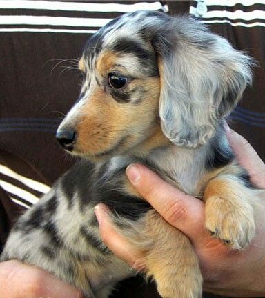 Reverse Black Dapple Minature Longhaired Dachshund Dapple Dachshund Puppy, Weiner Dogs, Sausage Dogs, Dapple Dachshund, Söt Katt, Love My Dog, Weenie Dogs, Dog Agility, Dachshund Puppies