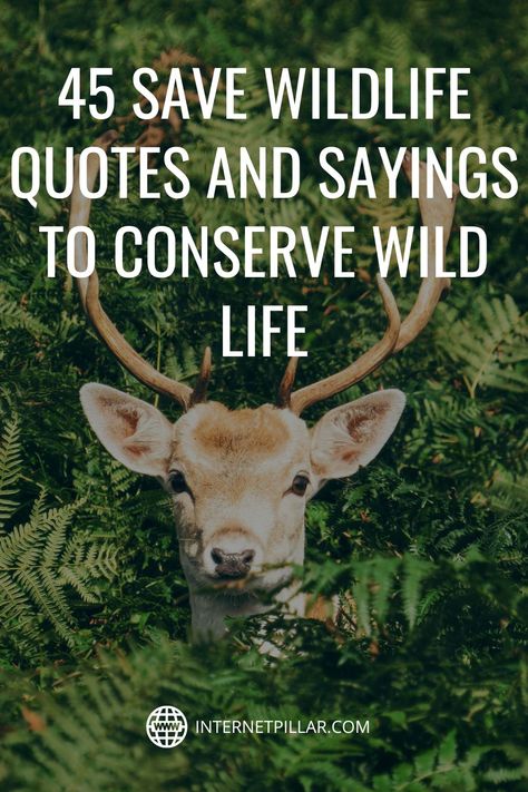 45 Save Wildlife Quotes and Sayings to Conserve Wild Life - #quotes #bestquotes #dailyquotes #sayings #captions #famousquotes #deepquotes #powerfulquotes #lifequotes #inspiration #motivation #internetpillar Wildlife Conservation Quotes, Quotes About Wildlife, Wildlife Quotes Animals, Wild Nature Quotes, Wild Animal Quotes, Save Wildlife Slogans, Save Animals Quotes, Quotes About Animals, Conservation Quotes