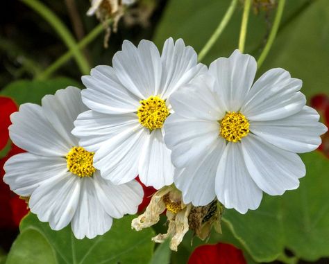 Cosmos Purity Flower, Cosmos Bipinnatus, Cosmos Flower Varieties, Apricot Cosmos, Cosmos Sensation, White Cosmo, Open Flower, Cosmos Flowers, African Violets