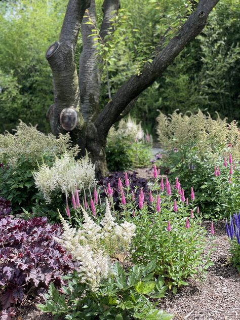 Full Sun Perennials — 7 Plants for Your Yard's Sunny Spots | Livingetc Dappled Willow Tree Landscape, Morning Sun Garden Ideas, Full Sun Border Garden, Front Yard Landscaping Ideas Full Sun, Morning Sun Flower Bed Ideas, Full Sun Hillside Landscaping, Zone 7b Landscaping, Full Sun Plants Landscaping, Full Sun Perennial Garden Plan