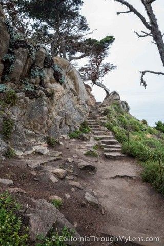 Cypress Grove Trail & Allen Memorial Grove in Point Lobos - California Through My Lens California Trail, Cypress Grove, California Hikes, Cypress Trees, Round Trip, Forex Strategy, Relax Time, Get Excited, California Travel