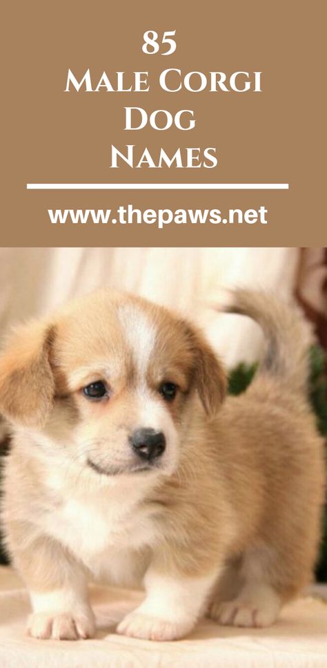 In this article, we are going to help you pick the best male dog name for your Corgi puppy. #dognames #maledognames #malecorginames #corginames #malecorginames #corgidogs #dogs #pets #paws Best Female Dog Names, Corgi Mix Puppies, Boy Puppy Names, Puppies Names Female, Merle Corgi, Small Dog Names, Corgi Puppies For Sale, Corgi Names, Dog Names Unique