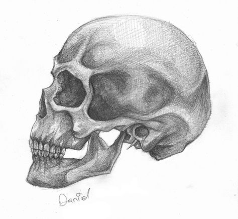 Side Profile Of Skull Drawing, Skull Shading Drawing, Skull Profile Tattoo, Skull Profile Drawing, Skull Shading, Skeleton Profile, Skull Profile, Human Skull Drawing, Anatomical Heart Drawing