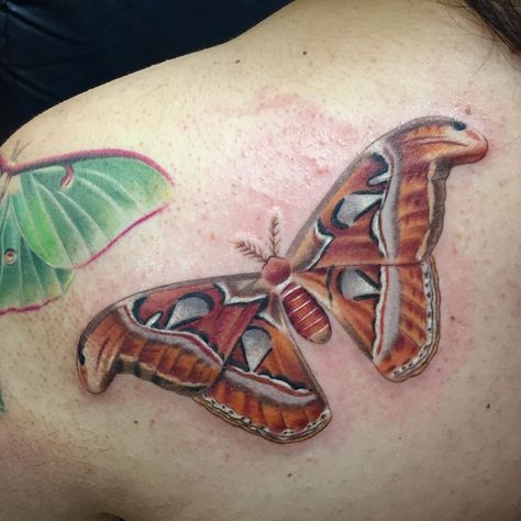 "Lovely Atlas Moth this morning #susannahgriggs #EternalInkSponsoredArtist #neotatmachines #electrasyn #tattoo #colortattoo #moth #ladieswithtattoos…" Types Of Moth, Moth Spiritual Meaning, Atlas Moth Tattoo, Moth Tattoo Ideas, Moth Tattoo Meaning, Types Of Moths, Underground Tattoo, Moth Drawing, Moth Tattoo Design