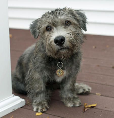 via the daily puppy  Puppy Breed: Glen of Imaal Terrier  Murphy is an Irish Glen of Imaal Terrier puppy. He was born in Albuquerque and now lives outside of Chicago. He loves eating raw bones, chunks of sod, potted plants, bully sticks and his housemate cats' food whenever clever enough to get at their bowls. He loves long walks into town, especially when the destination is Bently's Corner Barkery. Irish Dog Breeds, Glen Of Imaal, Pictures Of Puppies, Cute Puppy Names, Glen Of Imaal Terrier, Scruffy Dogs, Cats Food, Puppies Cute, Bully Sticks