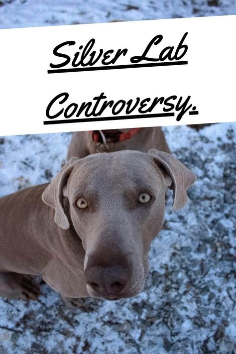 Silver Lab Controversy revolves around the coat color of Labrador retriever puppies. There are different views of the breeder about its purebred. Some say it’s pure whilst others.............................................. #silverlabradorsofinstagram #silverlabradorretriever #silverlabradorpuppy #silverlabsofig Silver Labrador Puppies, Silver Lab Puppies, Silver Labrador Retriever, Silver Labrador, Silver Lab, Retriever Puppies, Labrador Retriever Puppies, Lab Puppies, Chocolate Lab