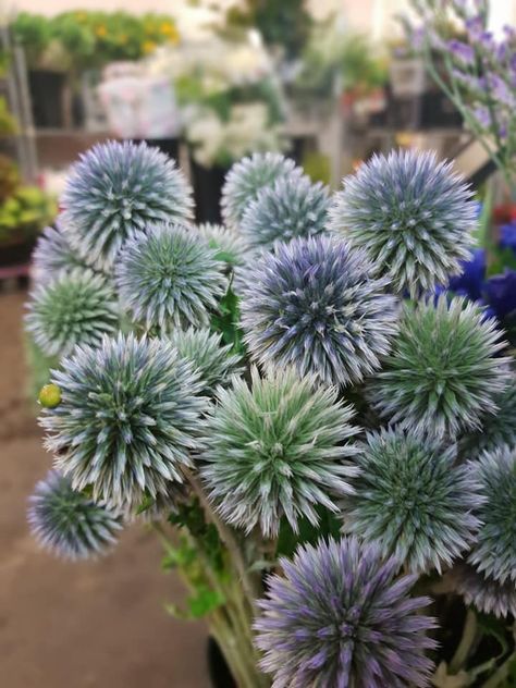 Echinops- Globe Thistle Thistle Wedding Flowers, Thistle Logo, Thistle Plant, Globe Thistle, Twine Flowers, Cut Garden, Thistle Wedding, Bouquet Ribbon, Collection Board