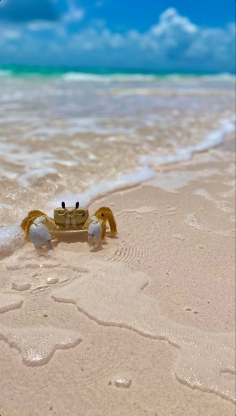 a little tan baby crab half in the water on the beach in the bahamas with a blue sky in the background Peaceful Photos, Sea Turtle Wallpaper, Crabs On The Beach, Beach Animals, Beach Collage, Wallpaper Ocean, Beach Wall Collage, Sea Pictures, Cute Summer Wallpapers