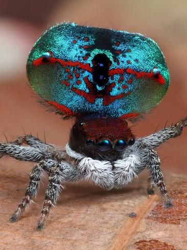 Spider Dance, Micro World, Wildlife Of India, Audubon Prints, In The Name Of Love, Jumping Spider, Beautiful Bugs, Australian Animals, World Photo