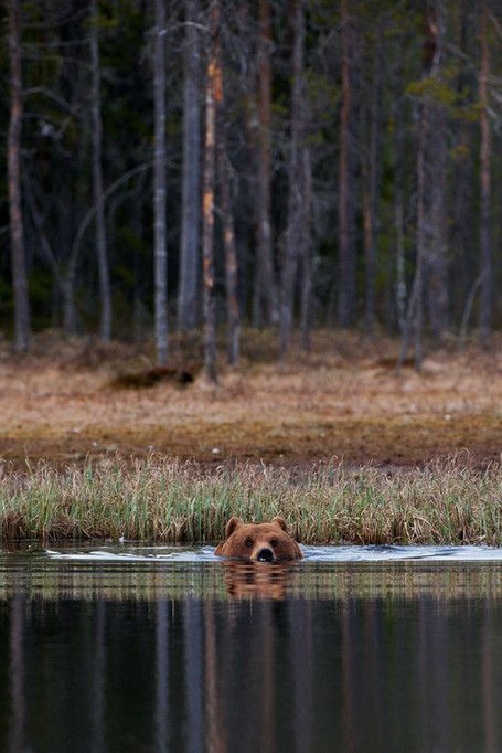 Cabincore Aesthetic, Bear Art, Grizzly Bear, Nature Animals, Brown Bear, Spirit Animal, Wildlife Photography, Beautiful Creatures, Animal Kingdom