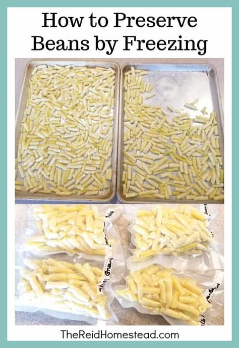 Freezing Beans From Garden, How To Freeze Yellow Beans, Yellow Beans Recipe, Freezing Veggies, Preserving Fruit, Yellow Wax Beans, Yellow Beans, Freeze Beans, Homestead Lifestyle