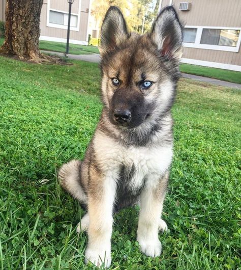 German Shepard husky mix German Shepherd Siberian Husky Mix Puppy, German Husky Mix Puppies, German Shepard Husky Dogs, German Shepherd And Husky Mix Puppies, Husky Shepard Mix Puppy, Husky Mixed With German Shepherd, German Shepard Husky Mixed, Husky German Shepard Mix Puppy, Husky Shepherd Mix Dog