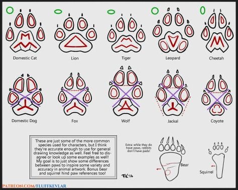 Paw Drawing, Art Advice, Art Tumblr, Canine Art, Paw Pads, Concept Art Drawing, Guided Drawing, Arte Animal, A Lot Of People