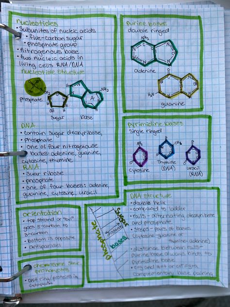 DNA, biology, 12.1, science, education, school, notes, study, high school, middle school, freshman, sophomore, junior, senior, glencoe, nucleotides, purine bases, pyrimidine bases, rna, structure, adenine, guanine, cytosine, thymine, uracil Structure Of Dna Notes, Nucleotides Notes, Dna Structure Notes, Dna And Rna Biology Notes, Notes Ideas Biology, Biology Notes Ideas, Dna Notes, Rna Structure, Dna Biology