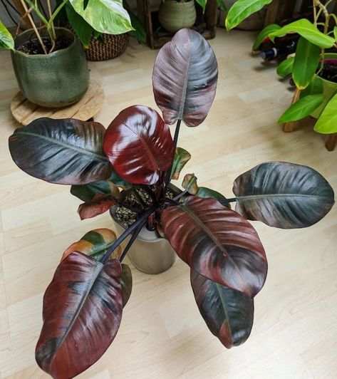 How to Grow and Care for Philodendron 'Black Cardinal': [year] Guide 10 Black Cardinal Philodendron, Philodendron Black Cardinal, Flower Magic, Orchid Bark, Philodendron Plant, Farm Crafts, Inside Plants, Tropical Foliage, Diy Garden Projects