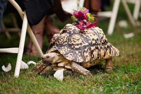 Tortoise Ring Bearer Medieval Wedding Theme, Tortoise Ring, Wedding Limo, Wedding Fail, Ring Bearers, Wedding Pets, Nontraditional Wedding, Dc Weddings, Wedding Rings Unique