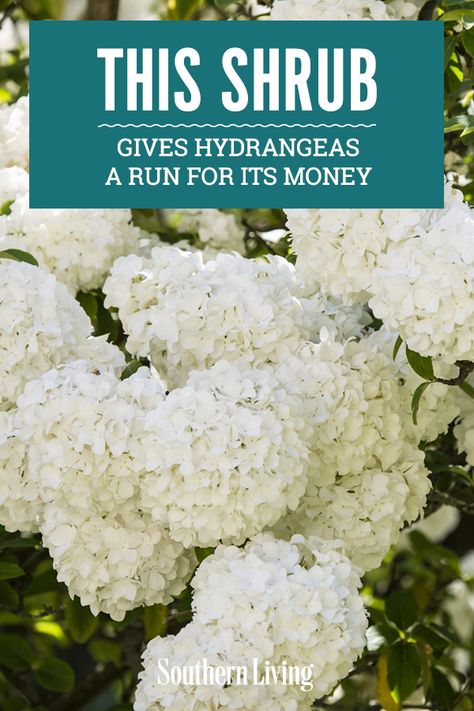 Garden Shrubs Evergreen, Snowball Viburnum, Hydrangea Landscaping, Flowering Bushes, Southern Garden, Front Landscaping, Garden Shrubs, Home Landscaping, White Gardens