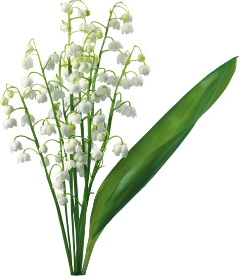 Transparent Lily Of The Valley May Birth Flowers, Lily Of The Valley Flowers, Valley Flowers, Flower Meanings, Flower Packaging, Flower Care, Floral Supplies, White Lilies, Wholesale Flowers