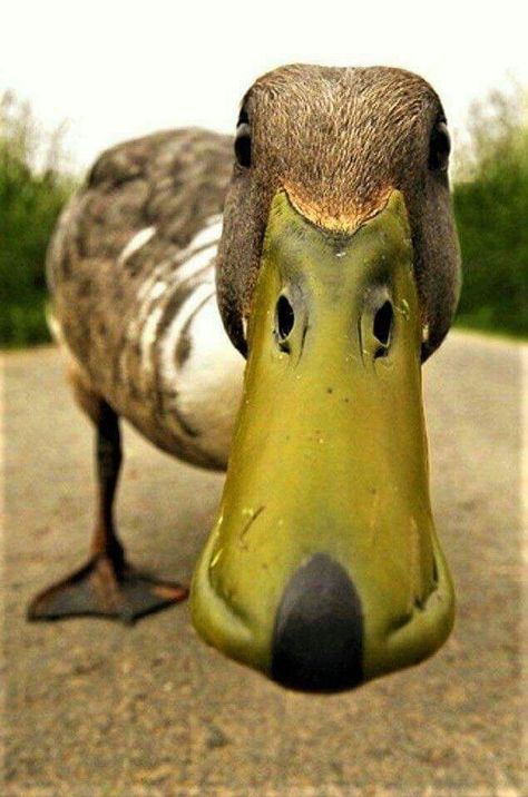 Regard Animal, A Duck, On The Ground, Animal Planet, Funny Animal Pictures, Animal Photo, Nature Animals, 귀여운 동물, Animals Friends