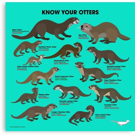 Otters Cute, Otter Love, Baby Otters, River Otter, Sea Otter, Amazing Pics, Animal Facts, Pembroke Welsh Corgi, Dessin Adorable