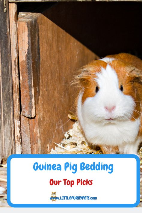 If you’re lucky enough to own a Guinea Pig, you know they love to sleep almost as much as they love eating. So, it’s important that you furnish their cage or hutch with plenty of clean, good quality bedding to keep your pet warm and comfortable. So, what is the best guinea pig bedding, and what should you avoid? Here is our guide to Guinea Pig bedding, and our list of top buys. Guinea Pig Food List, Diy Guinea Pig Cage Liners, Facts About Guinea Pigs, Guinea Pig Vegetable List, Guinea Pig Bedding, Guinea Pig Cage, Small Pet, Quality Bedding, Guinea Pig