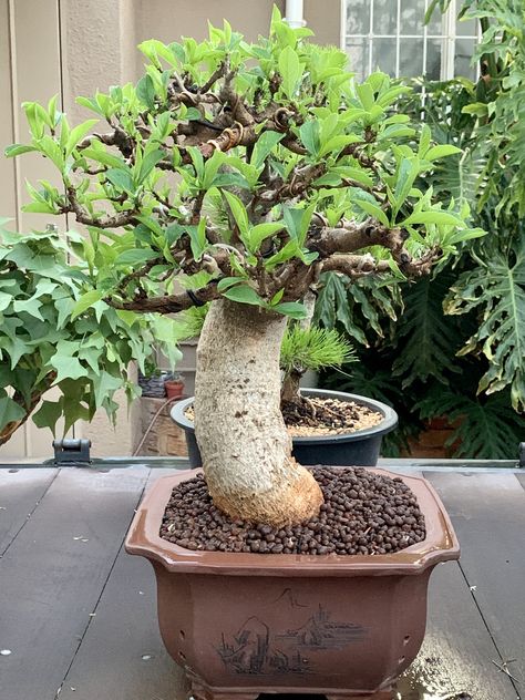 Adansonia Digitata - Baobab Adansonia Digitata, Plants