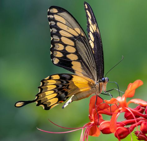 Thoas Swallowtail Butterfly in flight, Butterfly World. | Flickr Butterfly Front View, Egypt Moodboard, Butterfly Side View, Butterfly Magnets, Butterfly In Flight, Butterfly World, Butterflies In Flight, Photography Assignments, Butterfly Magnet