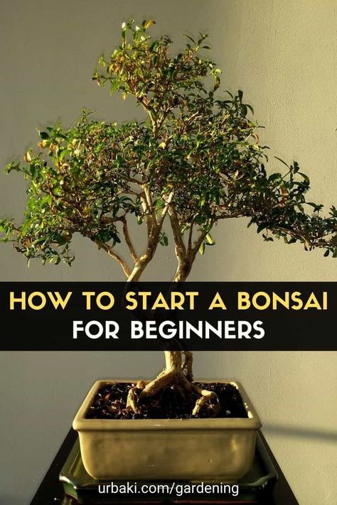 How to make a Bonsai tree for beginners, the video explores how you can create bonsai from common garden center stock. It is a gratifying and satisfying way of increasing your bonsai stock. This video discusses how to identify suitable plants and how to go about making your own bonsai. I think one of the more, or the less talked about areas is to make a bonsai from nursery stock, common garden center stock. #urbakigardening #gardening #bonsai #bonsaibegginer #bonsaicare #startbonsai How To Make A Bonsai Tree, Bonsai Tree For Beginners, Weeping Bonsai, Beginner Bonsai, Bonsai For Beginners, Fukien Tea Bonsai, Bonsai Kit, Garden Bonsai Tree, Bonsai Making