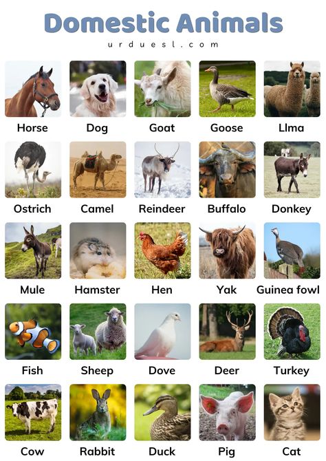 List Domestic Animals Names in English with Pictures Animals Names In English, Animals Name With Picture, Domestic And Wild Animals, Animals Name List, Wild Animals List, Animals List, Baby Animals Cute, Farm Animals Pictures, Animals Around The World