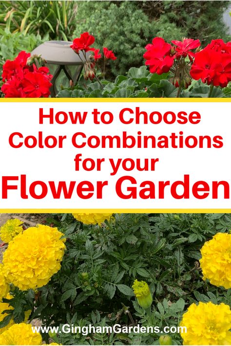 When it comes to adding a splash of color to your flower garden, choosing the right color combinations can make all the difference. From bold and vivid hues to soft and subtle pastels, the possibilities are almost endless. But how do you decide which colors will work best for your garden and give it the perfect look? In this article, we'll walk you through everything you need to know about how to choose the winning color combinations for your flower garden. Types Of Color Schemes, Shasta Daisies, Split Complementary Colors, Potted Plants Outdoor, Bold Color Schemes, Front Yard Garden Design, Warm And Cool Colors, Good Color Combinations, Flower Pots Outdoor