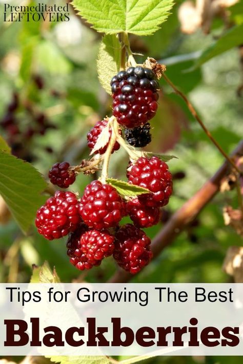 Tips for Growing Blackberries in your garden, including how to plant blackberries, how to grow blackberries in containers, how to care for blackberries, and more berry gardening tips. Blackberries In Containers, How To Grow Blackberries, Grow Blackberries, Grow Berries, Growing Berries, Growing Blackberries, Growing Strawberries, Organic Gardening Tips, Growing Fruit