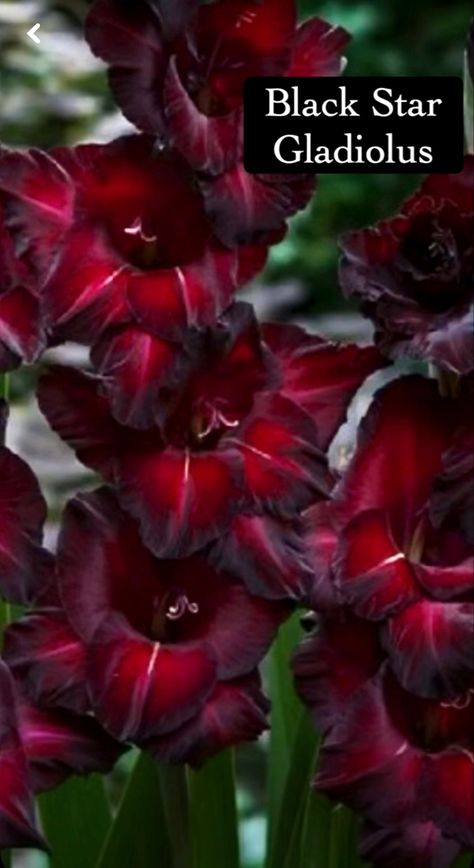 Conservatory Plants, Goth Garden, Gladiolus Flower, Gothic Garden, Garden Bulbs, Flower Landscape, Plant Aesthetic, Magical Garden, Flower Plant