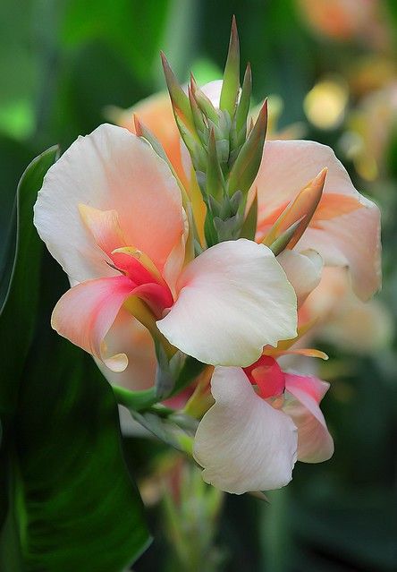 Canna Lily Landscaping, Canna Lily Garden, Canna Lillies, Canna Lilly, Canna Flower, Garden Tropical, Canna Lily, Lily Garden, Unusual Flowers