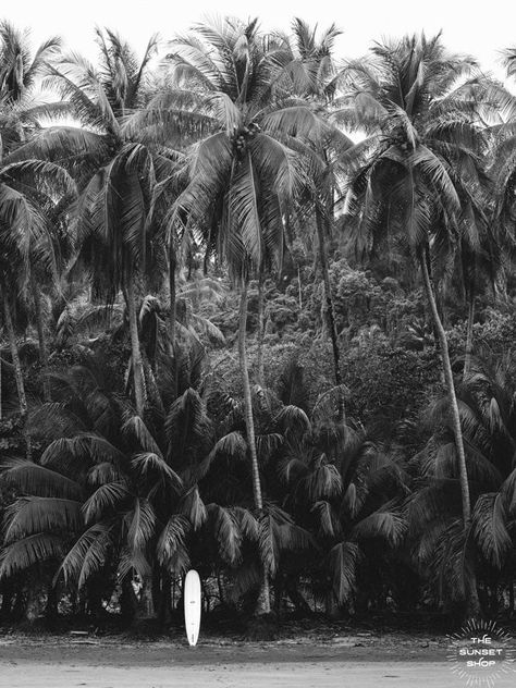 Photography Prints || Your Getaway to Paradise at Home @The Sunset Shop - The Sunset Shop - Costa Rica Photo Prints of Paradise Costa Rica Photography, Vintage Surf Photography, White Palm Tree, Costa Rica Beaches, Palm Tree Beach, Hawaii Photography, Black And White Beach, Palm Trees Beach, Surf Photography