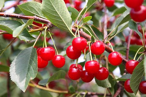 30+ Door County Cherry Stock Photos, Pictures & Royalty-Free Images - iStock | Sturgeon bay Tart Cherry Juice Benefits, Cherry Juice Benefits, Montmorency Cherry, Jam Maker, Tart Cherry Juice, Cherry Fruit, Bountiful Harvest, Peach Trees, Cherry Juice