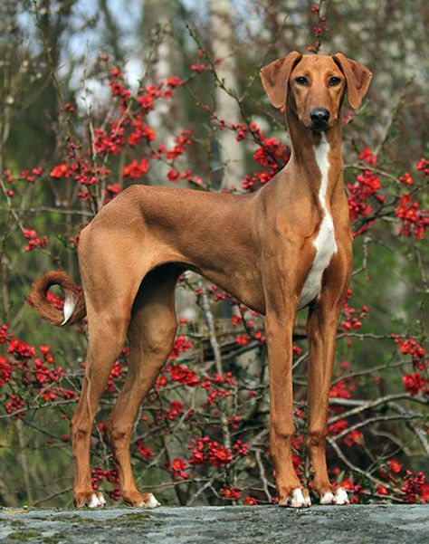 Azawakh Greyhound Racing, Saluki Dogs, Rare Dogs, Rare Dog Breeds, Misty Morning, Oc Inspo, Purebred Dogs, White Dog, Noah's Ark